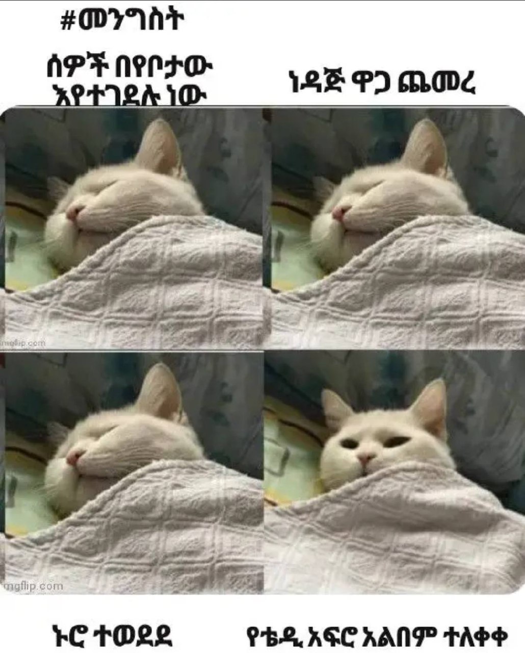 a cat is laying on a blanket and looking at the camera